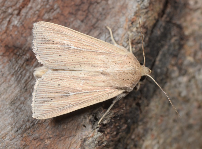 Mythimna cfr. congrua